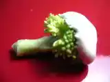 Recette Trempette à la crème sure