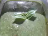 Recette Pesto maison