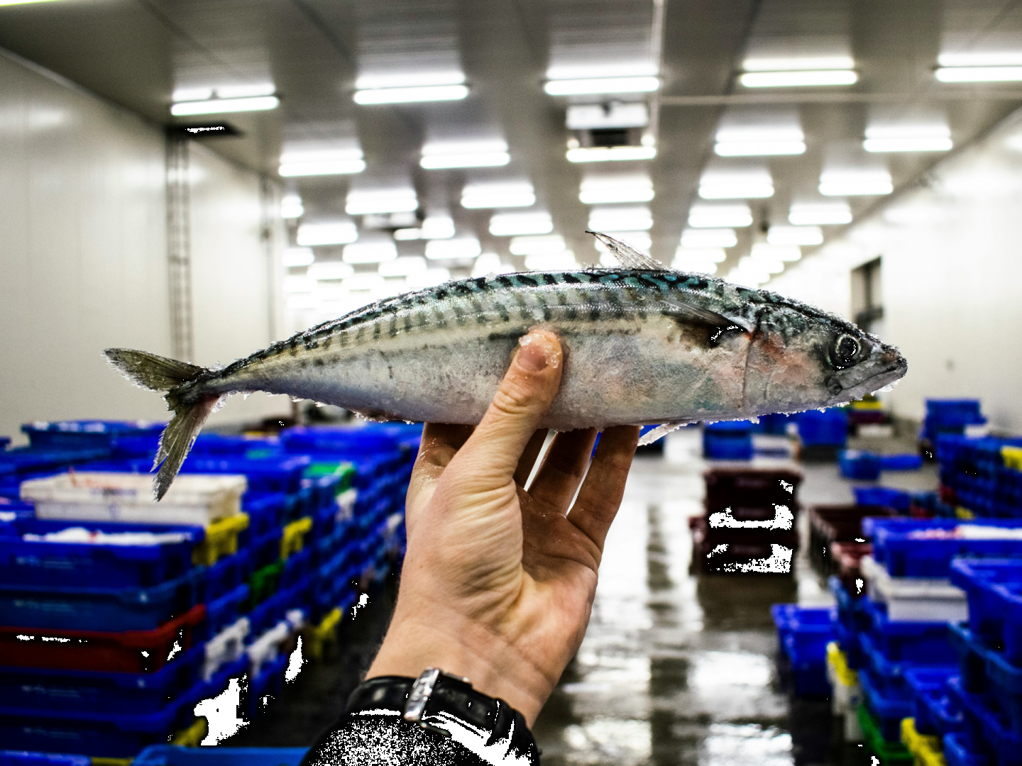 Comment savoir si un poisson est frais? 5 clés pour ne jamais se tromper!