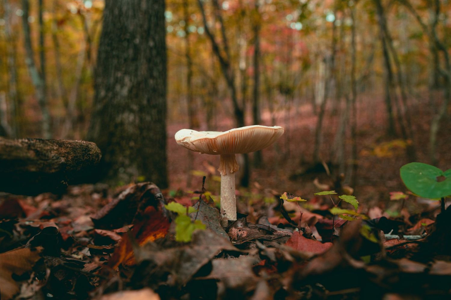 La cueillette des champignons : 10 conseils pour une récolte réussie