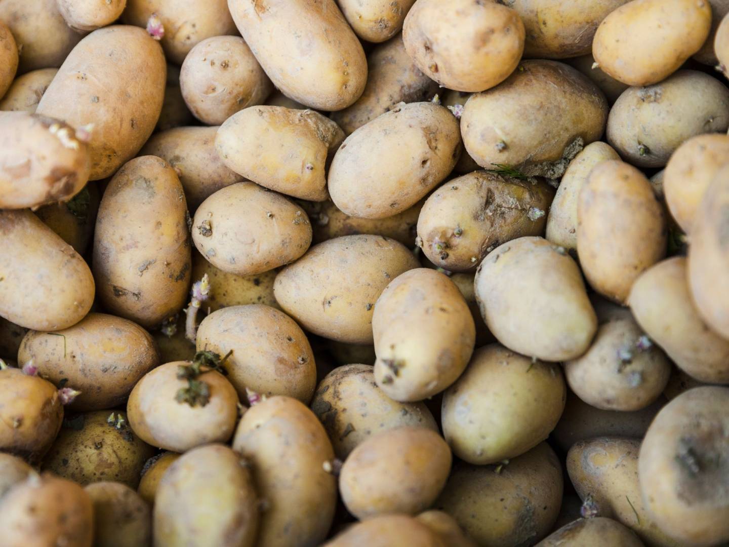 Pommes de terre germées : est-il dangereux de les manger?