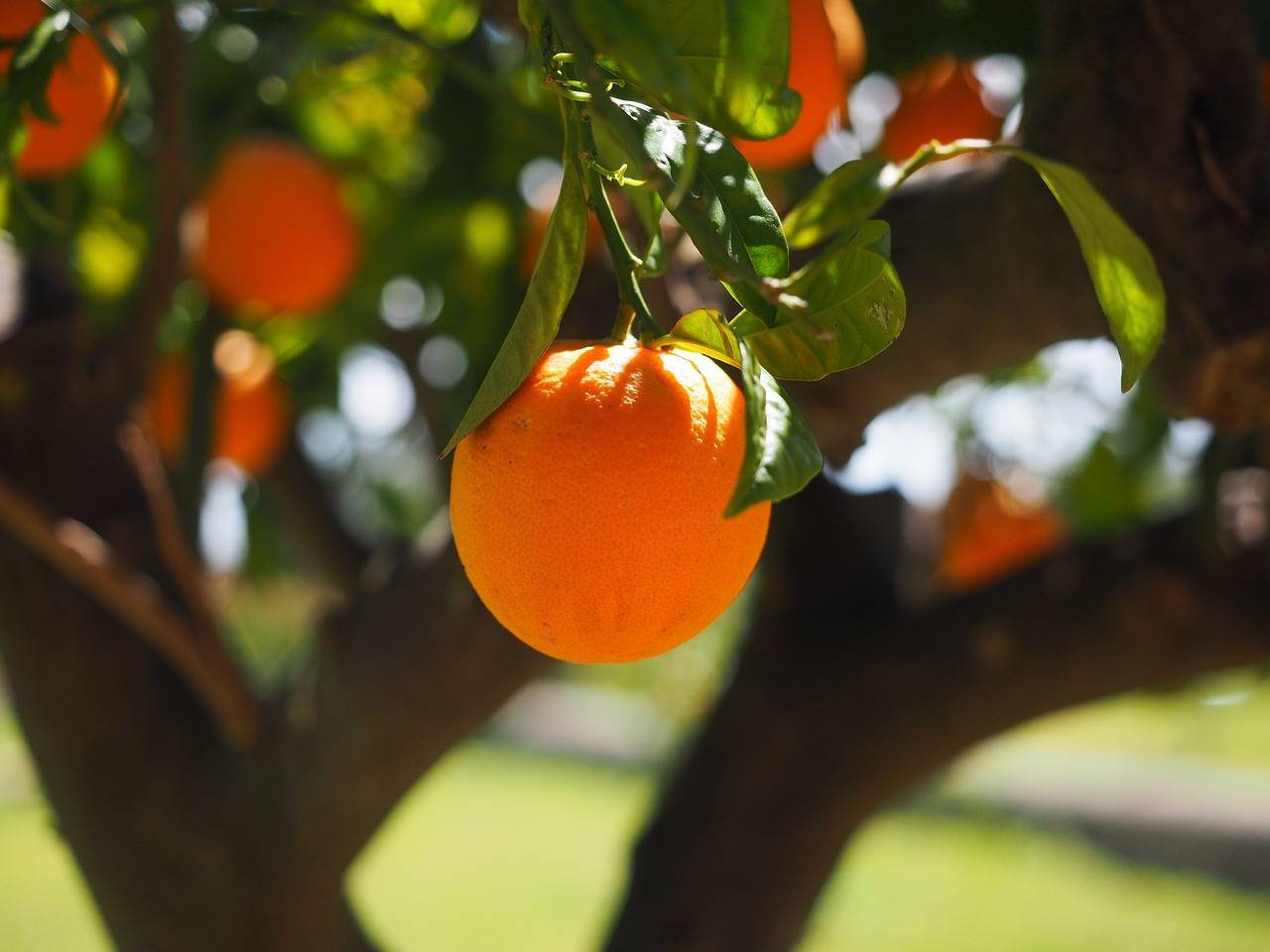 Offrir des oranges à Noël : Une tradition ancestrale pleine de sens et de symboles!