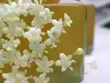 Recette Gelée de fleurs de sureau