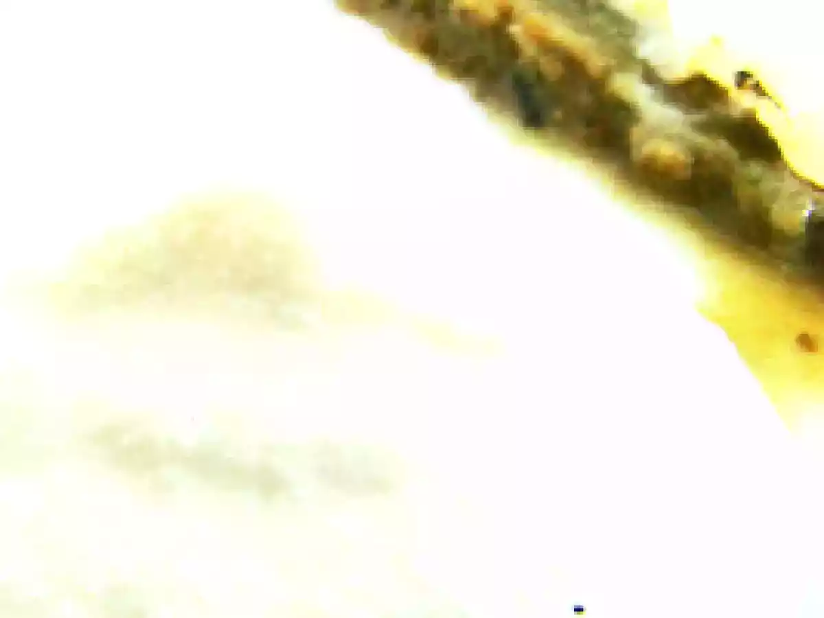 Cabillaud a la puree d'amandes et d'artichaut a la menthe - photo 3