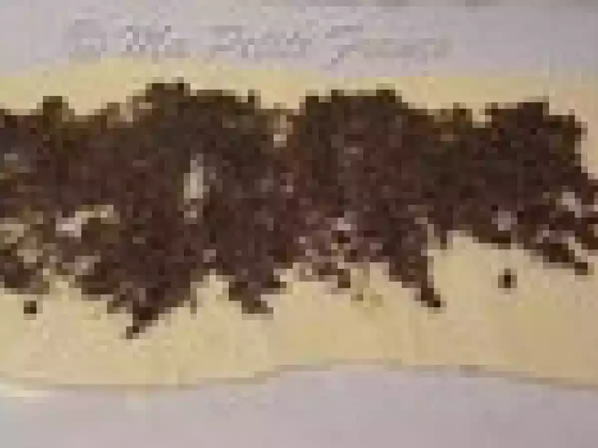 Escargots Feuilletés aux Champignons - photo 4