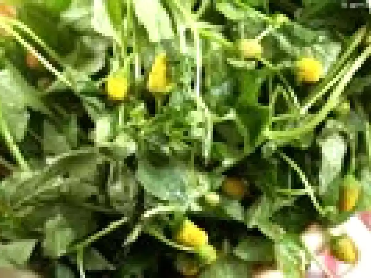 Menu réunionnais avec Miss Tiny : les brèdes Mafane - photo 2