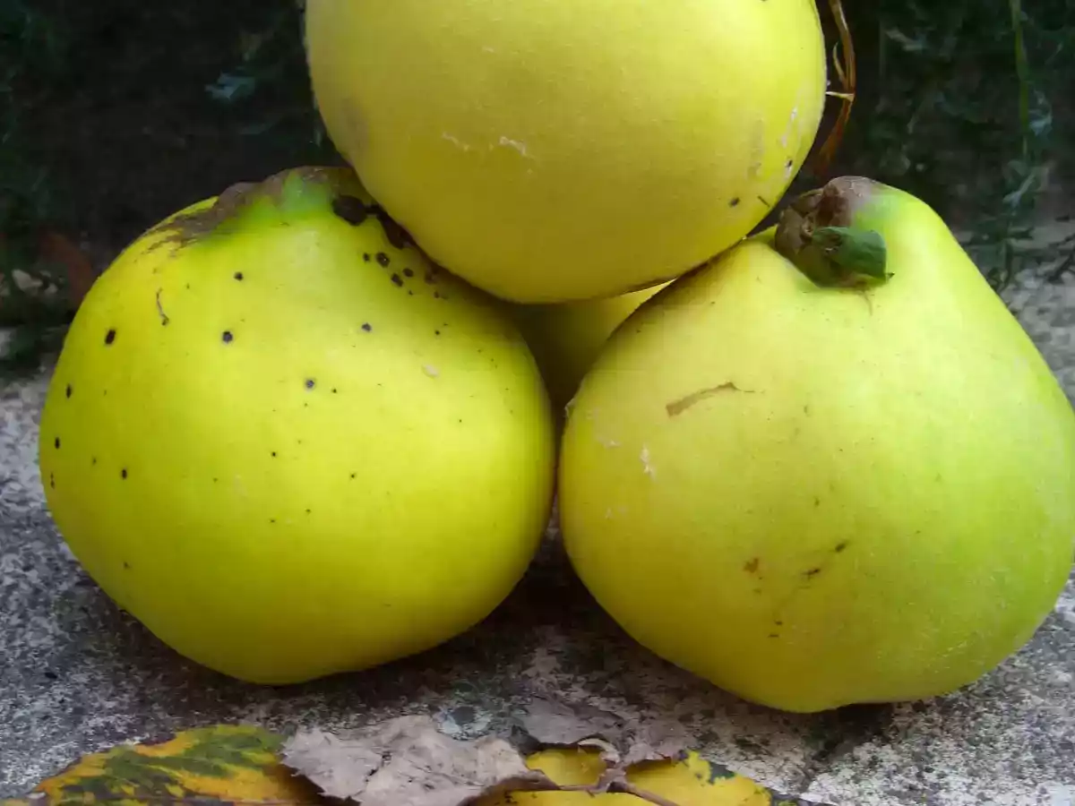 Pâte de Coings à l'ancienne - photo 3