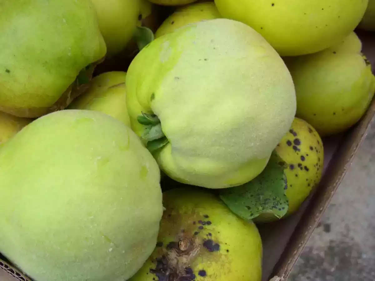 Pâte de Coings à l'ancienne - photo 4