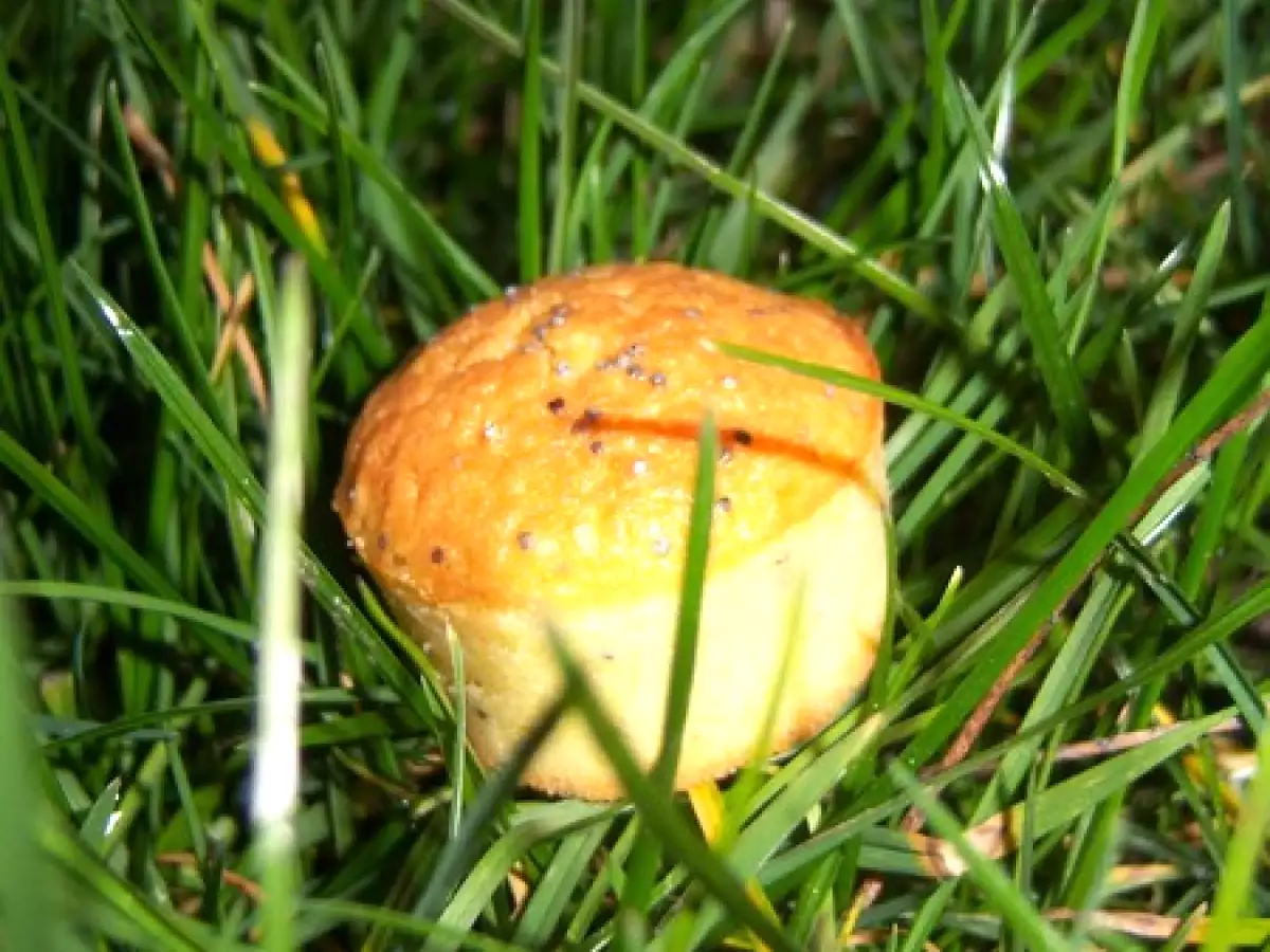 Petits moelleux au citron vert et pavot - photo 2