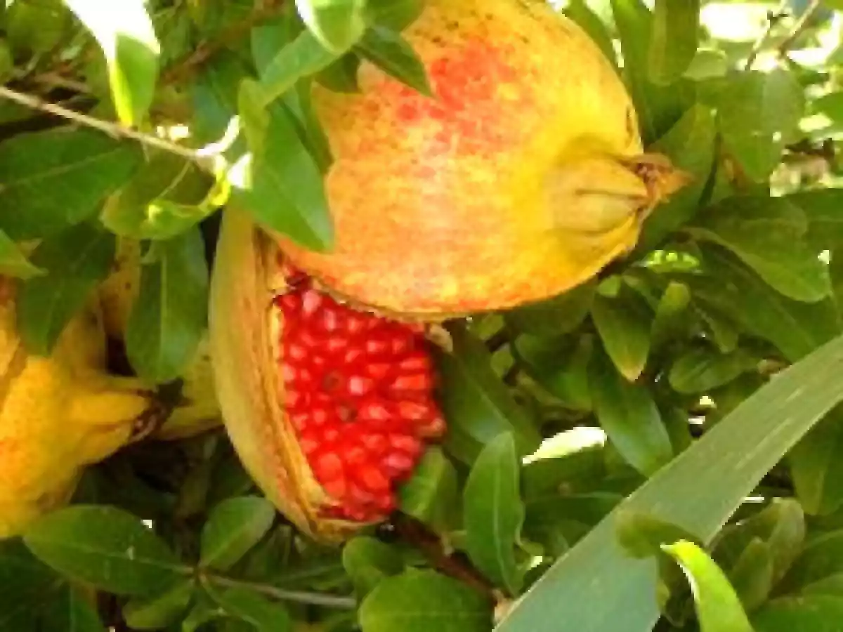 Sirop de grenadine - photo 2