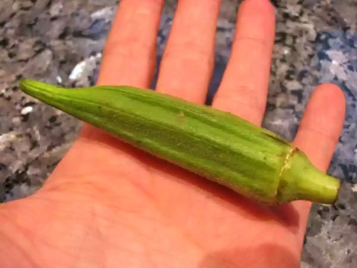 Tagine d'agneau aux coings et aux gombos pour Lavande de Ligne et Papilles - photo 3