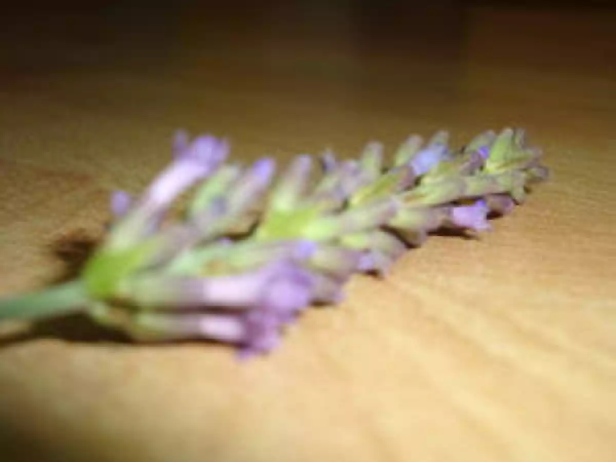 Yaourt maison à la lavande - photo 2